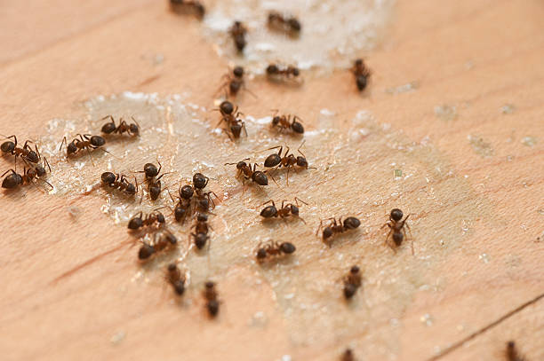 Wildlife Control Services in Waverly, OH