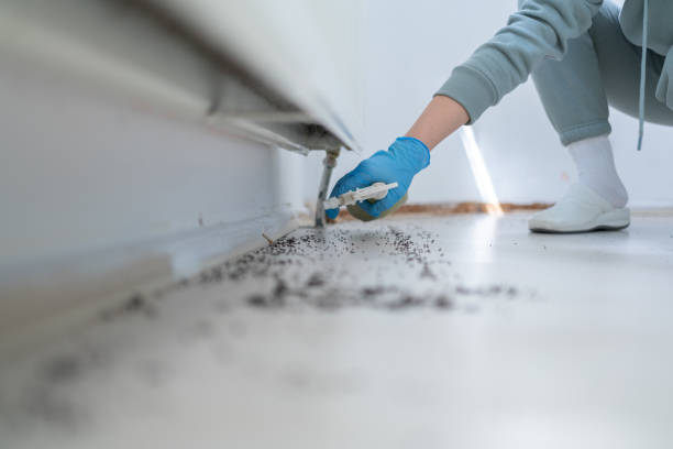 Best Rat Extermination Near Me  in Waverly, OH
